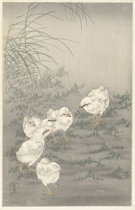 Five chicks