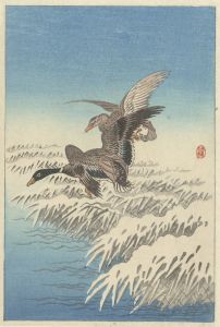Flock of ducks flying above snowy reed collar