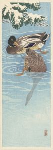 Flock of wild ducks in the water