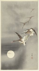 Geese in flight