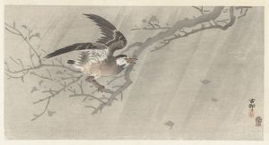 Gray starling in storm