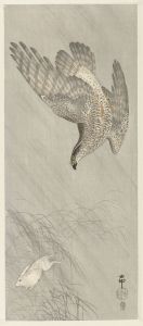Hawk hunting for hare