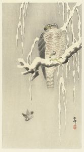 Hawk with captive tree sparrow