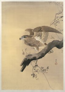 Hawk
