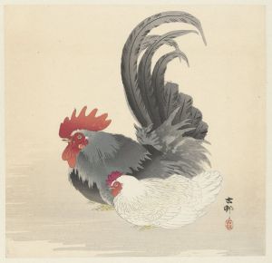 Hen and rooster