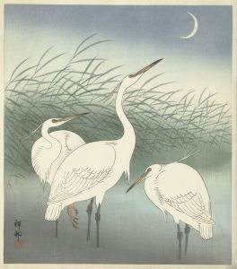 Herons in shallow water