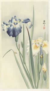 Irises