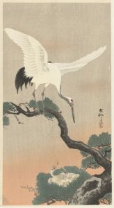 Japanese common crane on branch of pine