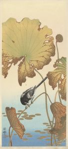 Japanese wagtail on lotus plant