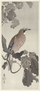 Jay on tree branch