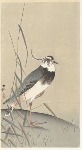 Lapwing and reed