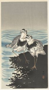 Large knot sandpipers