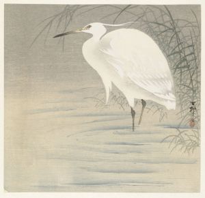 Little egret.