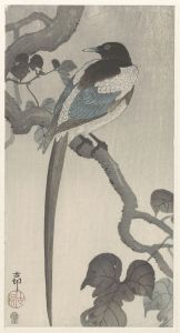 Magpie on tree branch