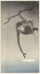 Monkey and reflection of the moon