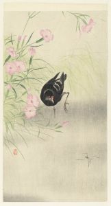 Moorhen at flowering plant