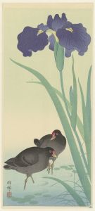 Moorhens and iris