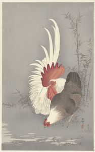 Rooster and chicken