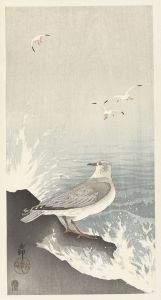 Seagull on rock