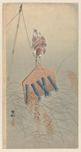 Sparrow