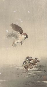 Tree sparrow with young