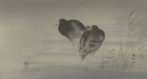 Two moorhens