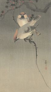 Waxwing birds