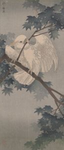 Yellow crested cockatoo in tree
