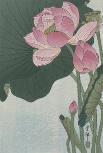 Blooming lotus flowers