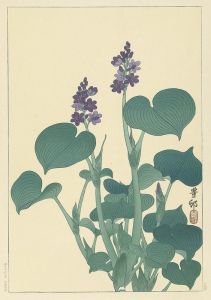 Flowering hosta