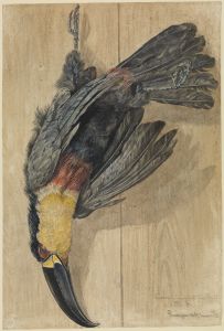 Studie eines toten Tukan-Vogels