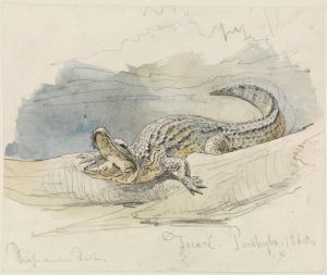 Studie eines Alligators
