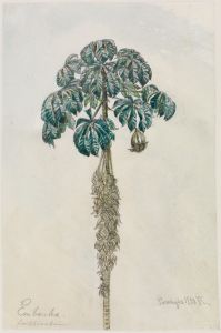 Faultierbaum