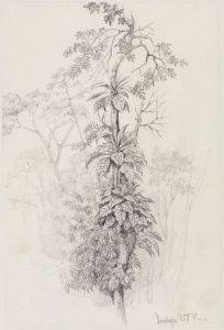 Baumstudie aus dem Urwald