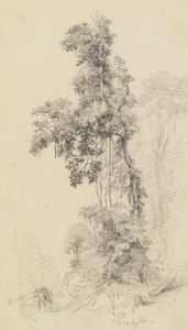 Baumstudie im Urwald mit skizziertem Lasttier