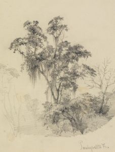 Baumstudie im Urwald