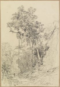Baumstudie mit Weg  im Urwald