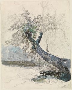 Baumzweig mit Lianen an einem Urwaldfluss