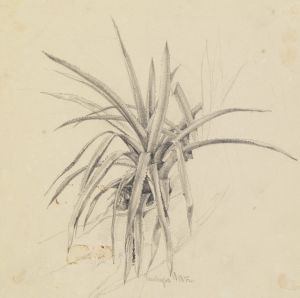 Kaktus-Studie