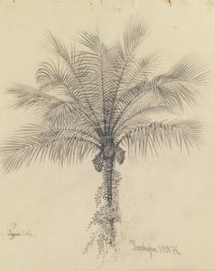 Palmstudie II