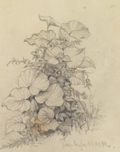 Pflanzenstudie XI