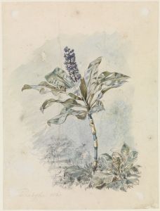 Strauch mit blauer Blütendolde