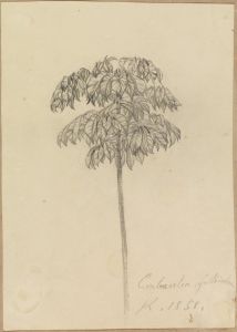 Studie Faultierbaum
